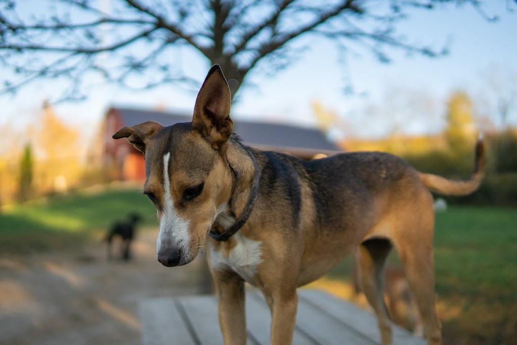 Dogs at Camp GTA - 100 Acres - Hiking & Swimming! | 20850 Marsh Hill Rd, Uxbridge, ON L9P 1R3, Canada | Phone: (905) 862-0273