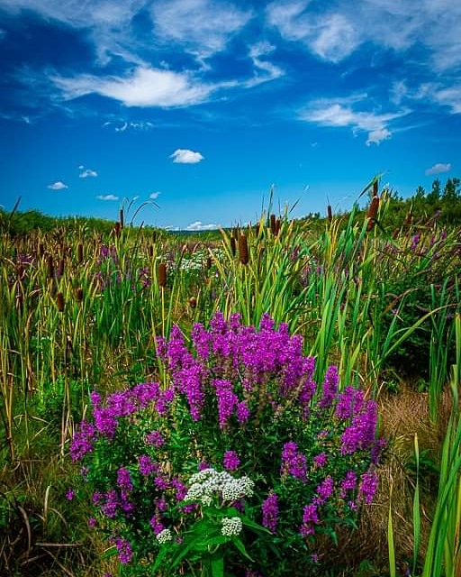 The Friends of Presqu’ile Park | Presquile Point, Brighton, ON K0K 1H0, Canada | Phone: (613) 475-1688