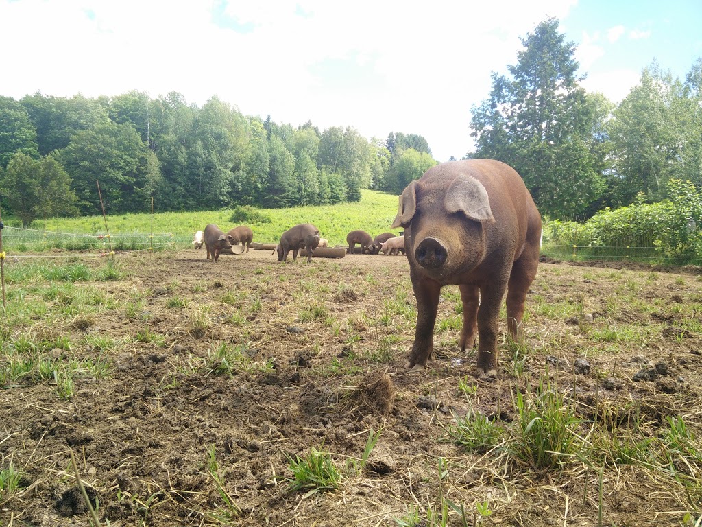 Ferme des Arpents roses | 1200 Rang Saint Albert, Sainte-Mélanie, QC J0K 3A0, Canada | Phone: (450) 758-0687