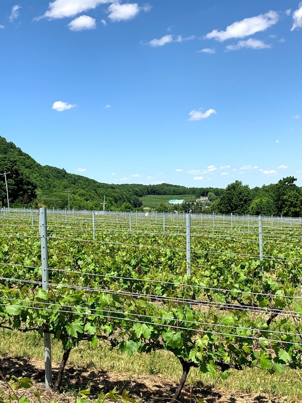 Vignoble et Cidrerie Coteau Rougemont | B, 1105 La Petite-Caroline, Rougemont, QC J0L 1M0, Canada | Phone: (450) 469-3090