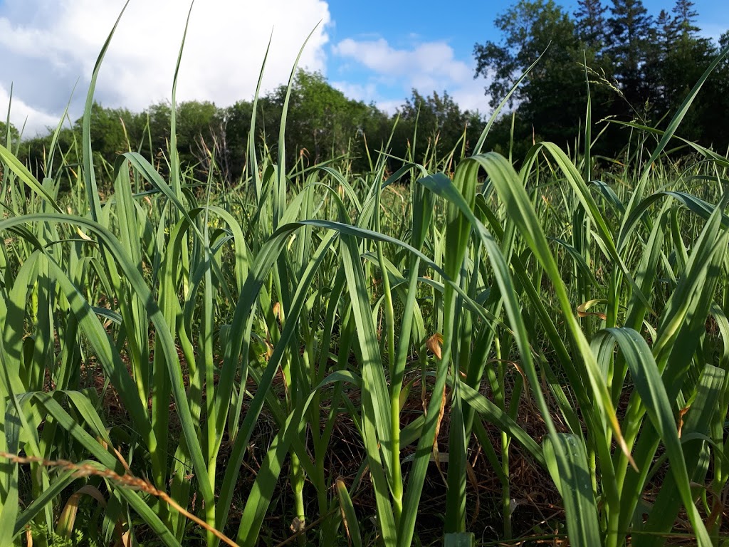 Turner Brook Garlic Farm | 3444 McNally Rd, Berwick, NS B0P 1E0, Canada | Phone: (902) 538-1449