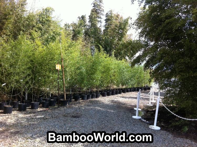 CANADAS BAMBOO WORLD | 8450 Banford Rd, Chilliwack, BC V2P 6H3, Canada | Phone: (604) 792-9003