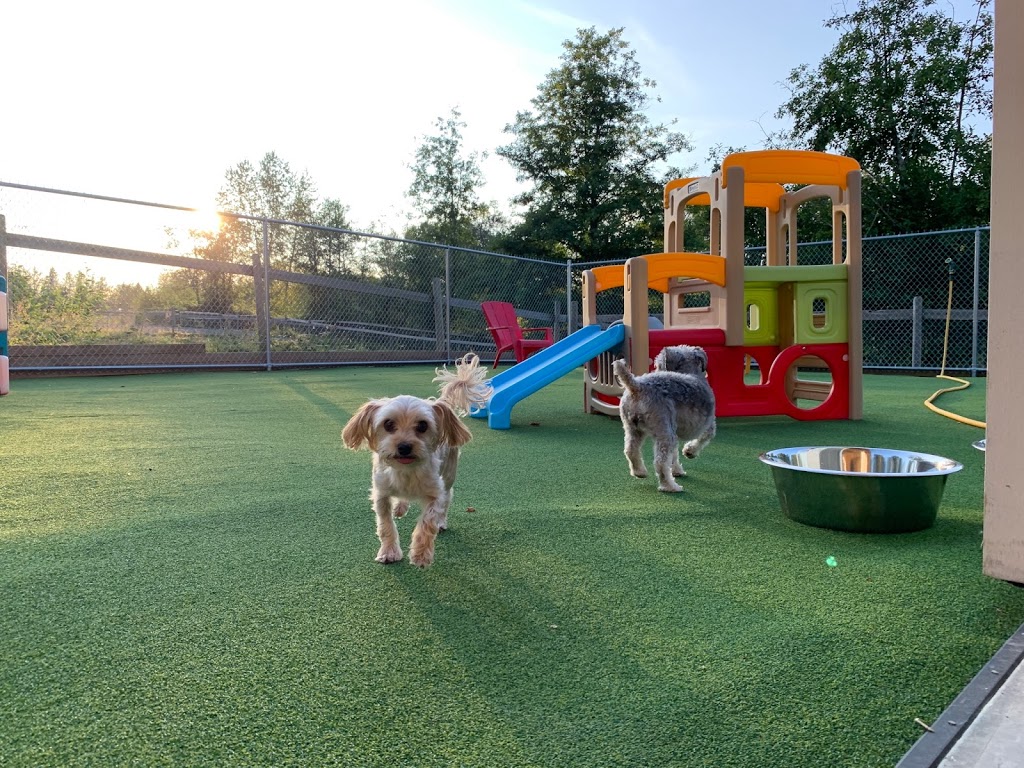 Adeles Doggie Daycare Countryside | 256 St, Langley Twp, BC V4W 2J9, Canada | Phone: (604) 996-9325