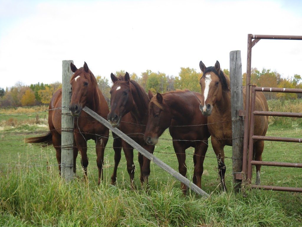 Cartier Farms Equine Assisted Learning | White Star Rd RR4, Spruce Home, SK S6V 5R2, Canada | Phone: (306) 980-5507