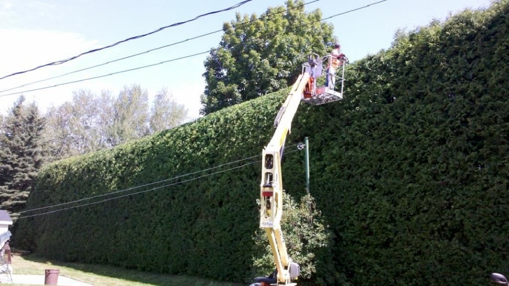 Arboriculture Renauld Vachon | 90 Rue du Lac, Scott, QC G0S 3G0, Canada | Phone: (418) 387-8376