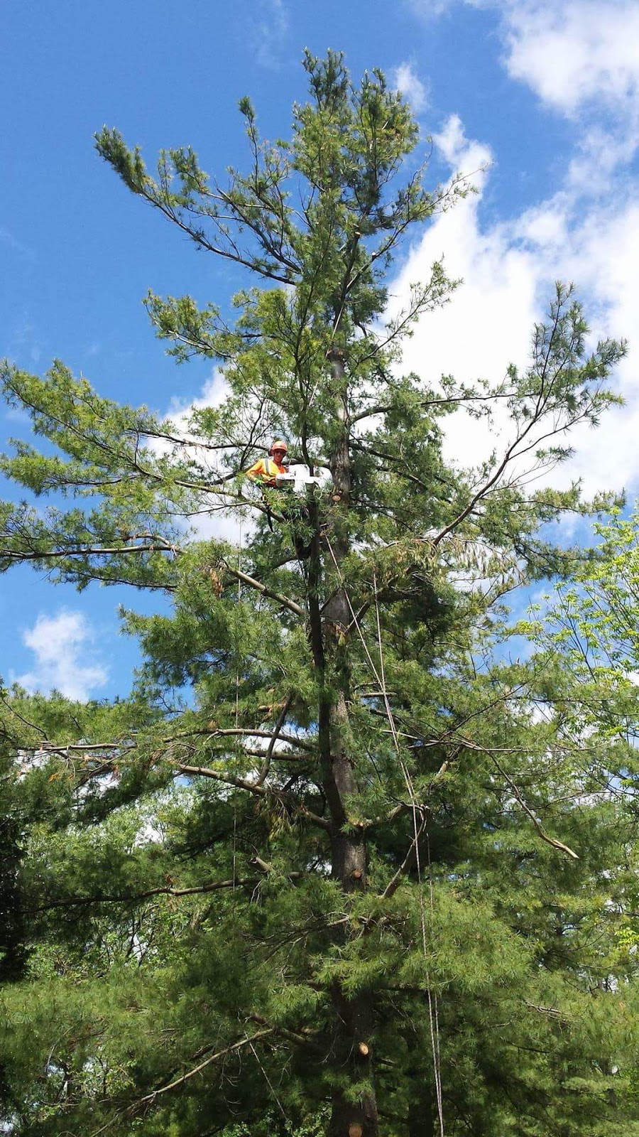 Out Of Your Tree Care | 465 St Patrick St W, Fergus, ON N1M 1P6, Canada | Phone: (226) 820-3611