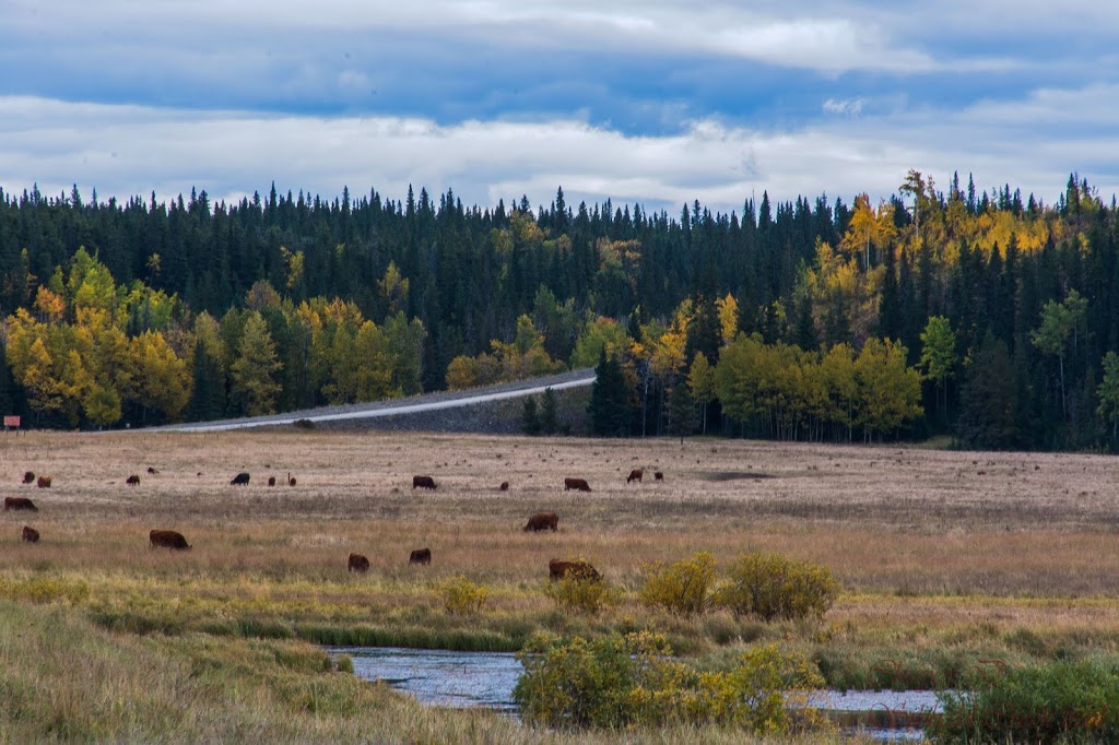 Sibbald Lake Provincial Campground | 7116 AB-68, Bragg Creek, AB T0L 0K0, Canada | Phone: (403) 673-2163