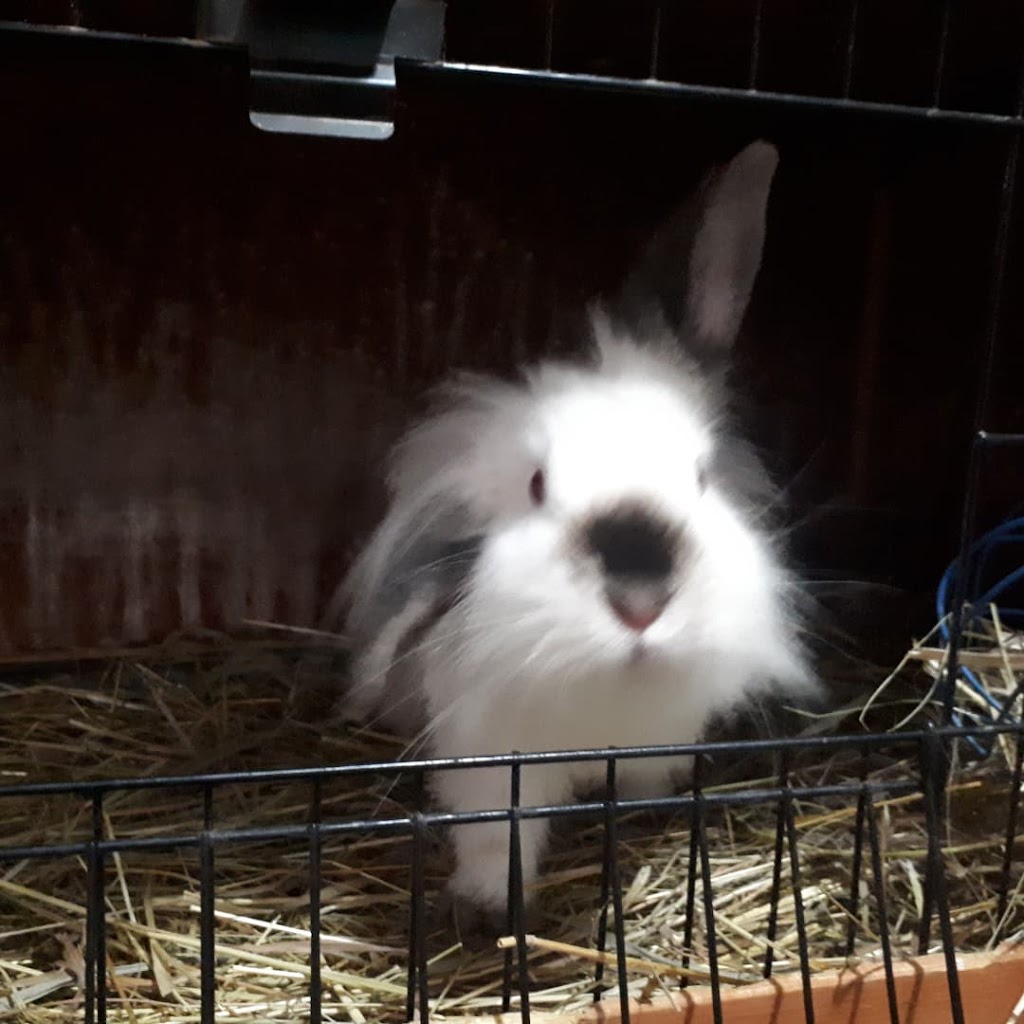 Murray St Rabbit Rescue | 99 Murray St, Brantford, ON N3S 5P3, Canada | Phone: (226) 802-9853