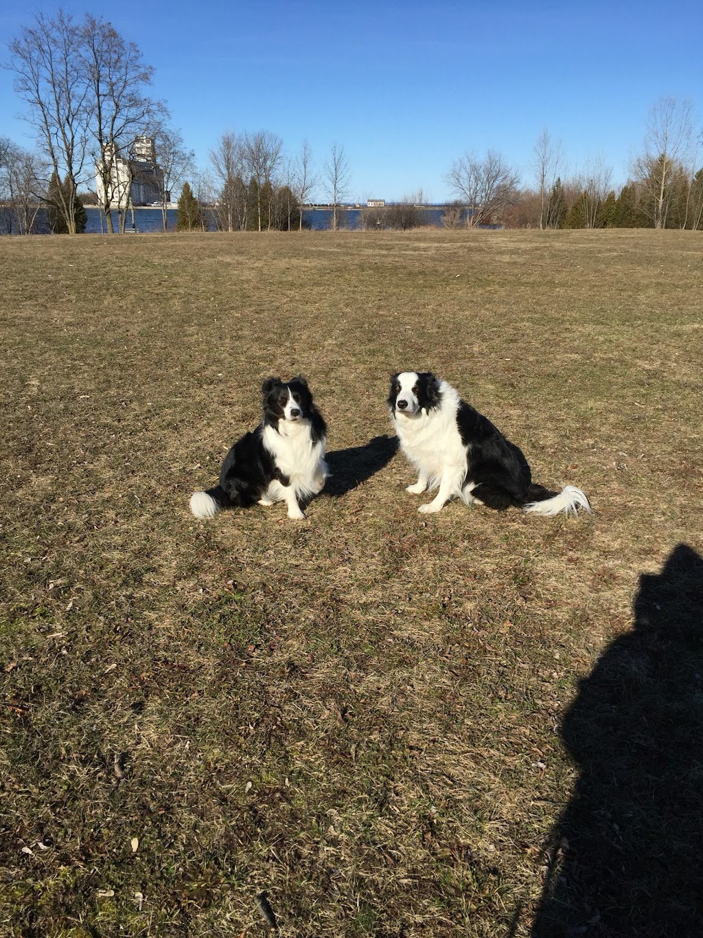 The Bark Park | 7343 Poplar Sideroad, Collingwood, ON L9Y 3Z1, Canada | Phone: (705) 888-4948