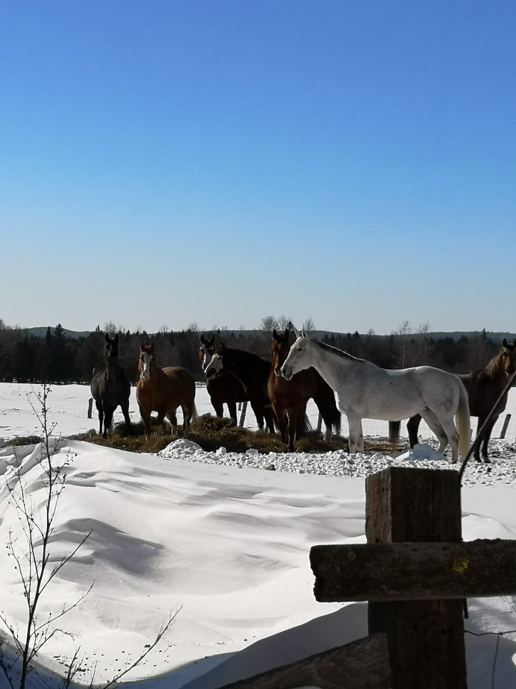 Écurie Aljarad | 87 5e Rang, Saint-François-Xavier-de-Brompton, QC J0B 2V0, Canada | Phone: (819) 446-1666