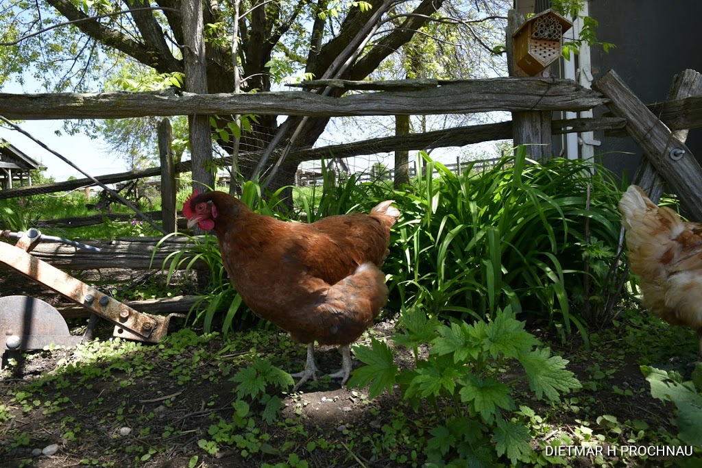 Stables At Windreach | 312 Townline Rd, Ashburn, ON L0B 1A0, Canada | Phone: (905) 655-0889