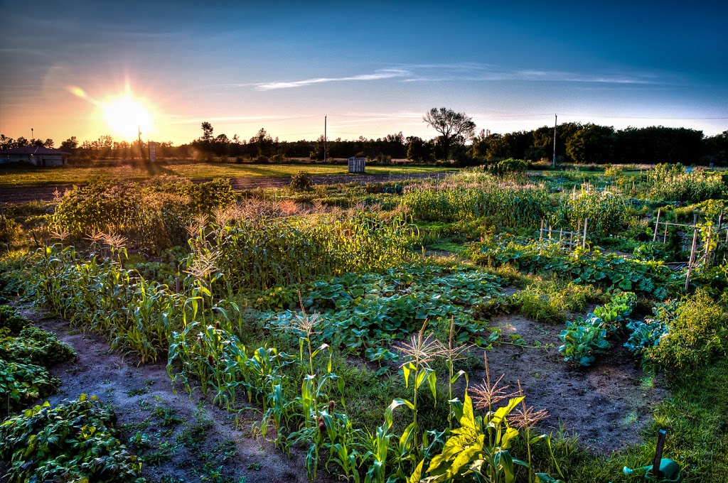 Riverside South Community Garden | Spratt Rd, Gloucester, ON K4M 0E2, Canada | Phone: (613) 822-3079