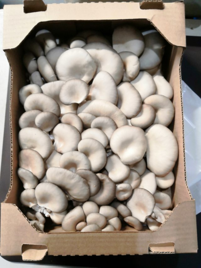 Friendship Specialty Mushroom Farm | 8110 Upper Prairie Rd, Chilliwack, BC V2P 6H3, Canada | Phone: (778) 389-1818