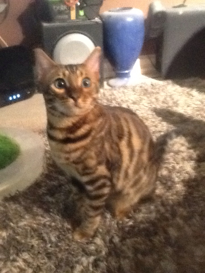 Bengal Marland Cattery | 825/92 Dundalk Dr, London, ON N6C 3V6, Canada | Phone: (226) 777-4287