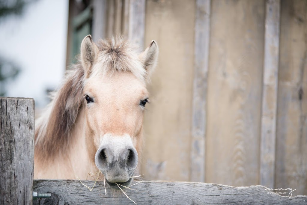 Hopewell Creek Stables | 1158 Forester Rd, Breslau, ON N0B 1M0, Canada | Phone: (519) 648-9975