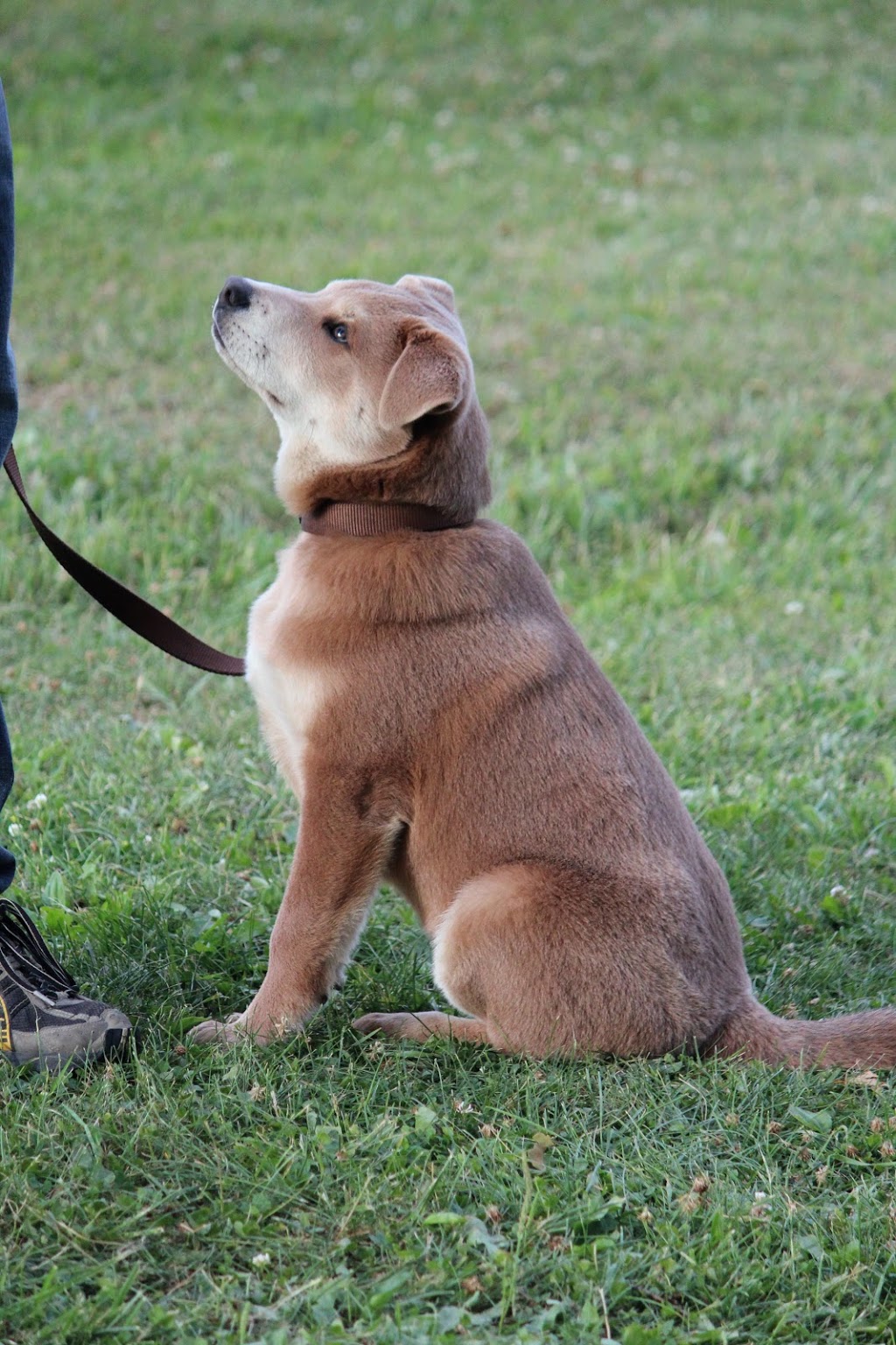 On Target Dog Training | 188 Burbridge Rd, Colborne, ON K0K 1S0, Canada | Phone: (905) 355-1707