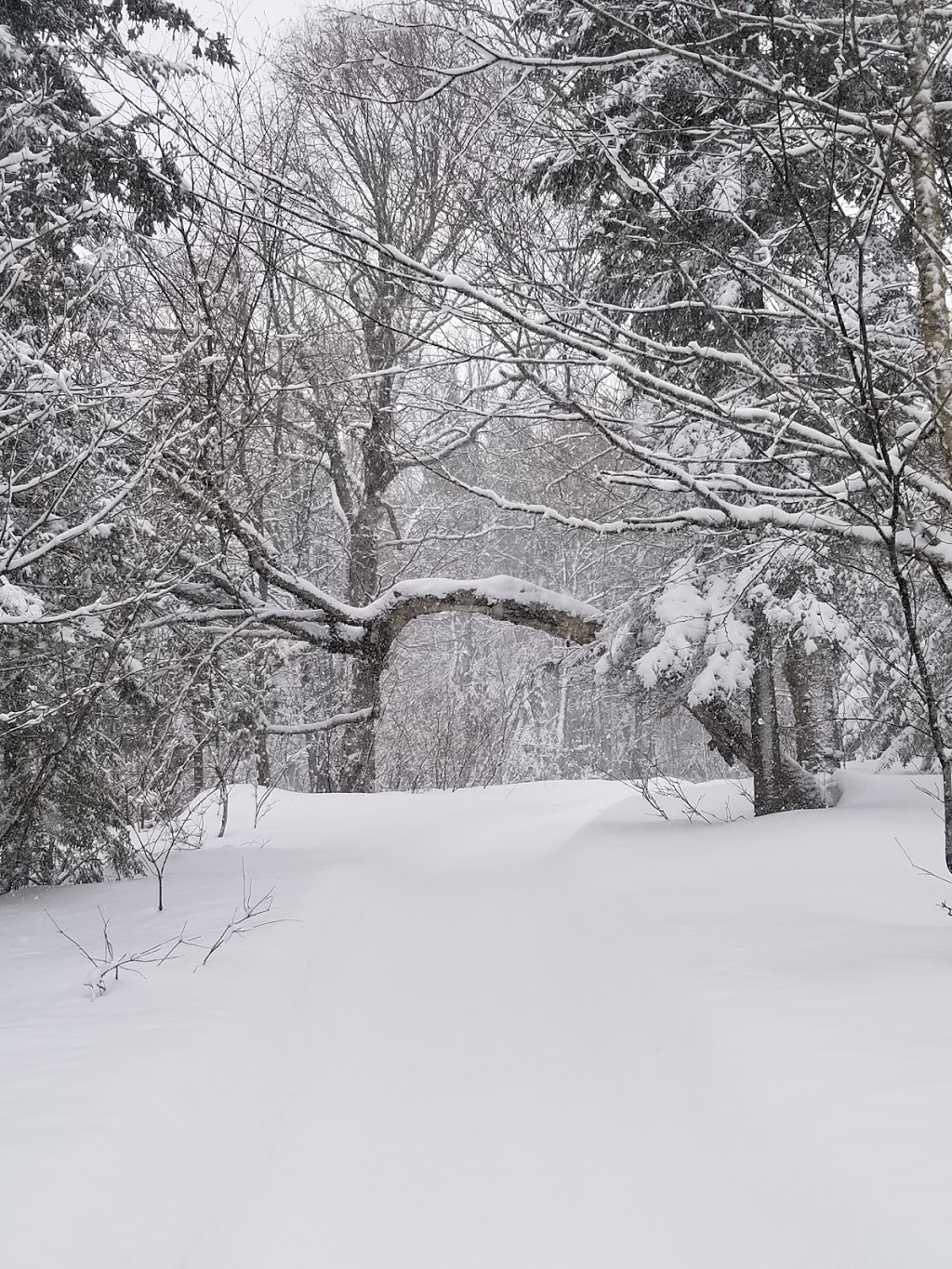 Les Sentiers de LInconnu -Sentiers Hivernaux- | 220 QC-283, Notre-Dame-du-Rosaire, QC G0R 2H0, Canada | Phone: (418) 802-2482