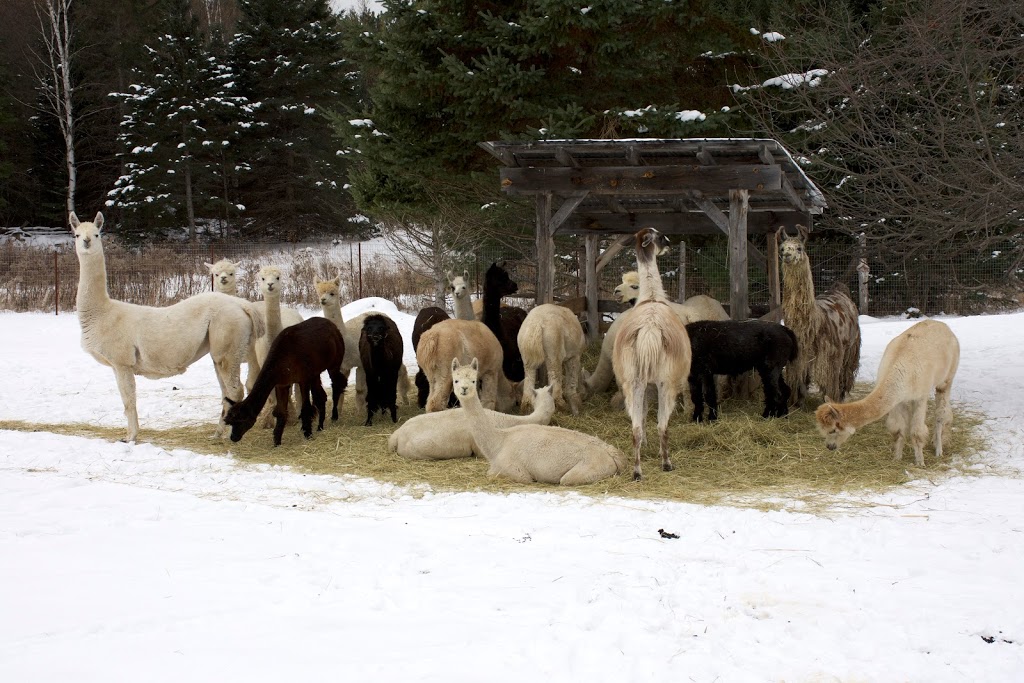 Serendipity Farm and Sanctuary - Alpacas & Llamas | 929 S Lavant Rd, Lanark, ON K0G 1K0, Canada | Phone: (613) 259-3304