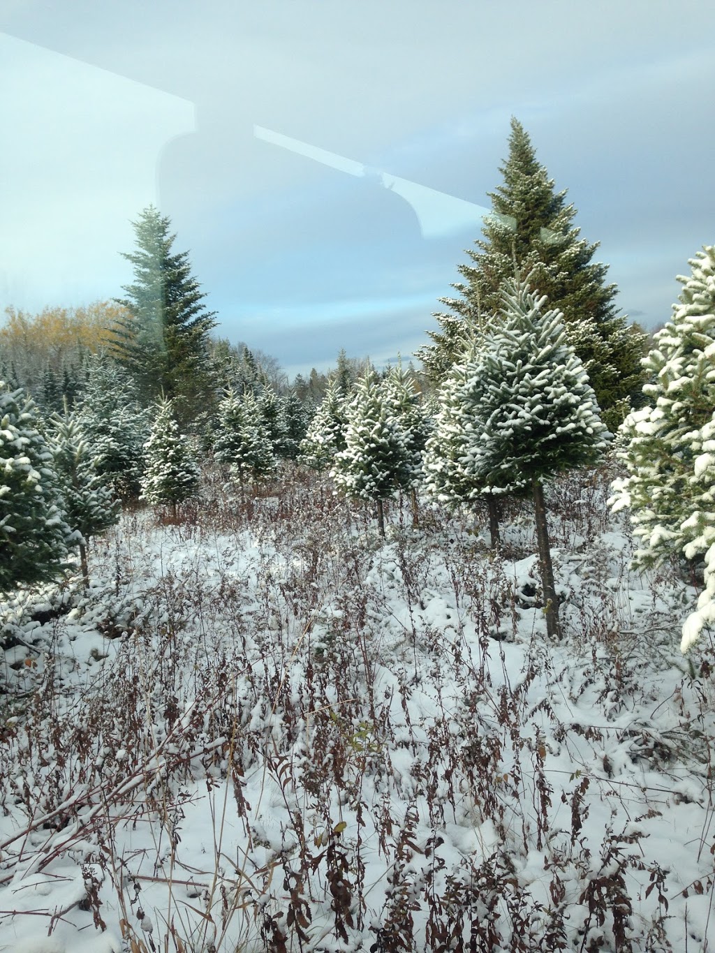 LJKR Balsam Fir Christmas Tree Farm | 372 Schofield Rd, Wolfville, NS B4P 2R2, Canada | Phone: (902) 542-5182