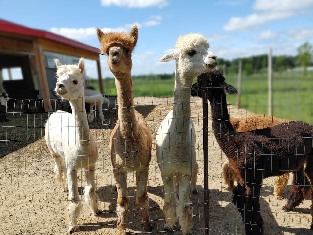 Alpacas Belarroyo | 9701 Rang de la Fresnière, Mirabel, QC J7N 2R8, Canada | Phone: (450) 258-2816