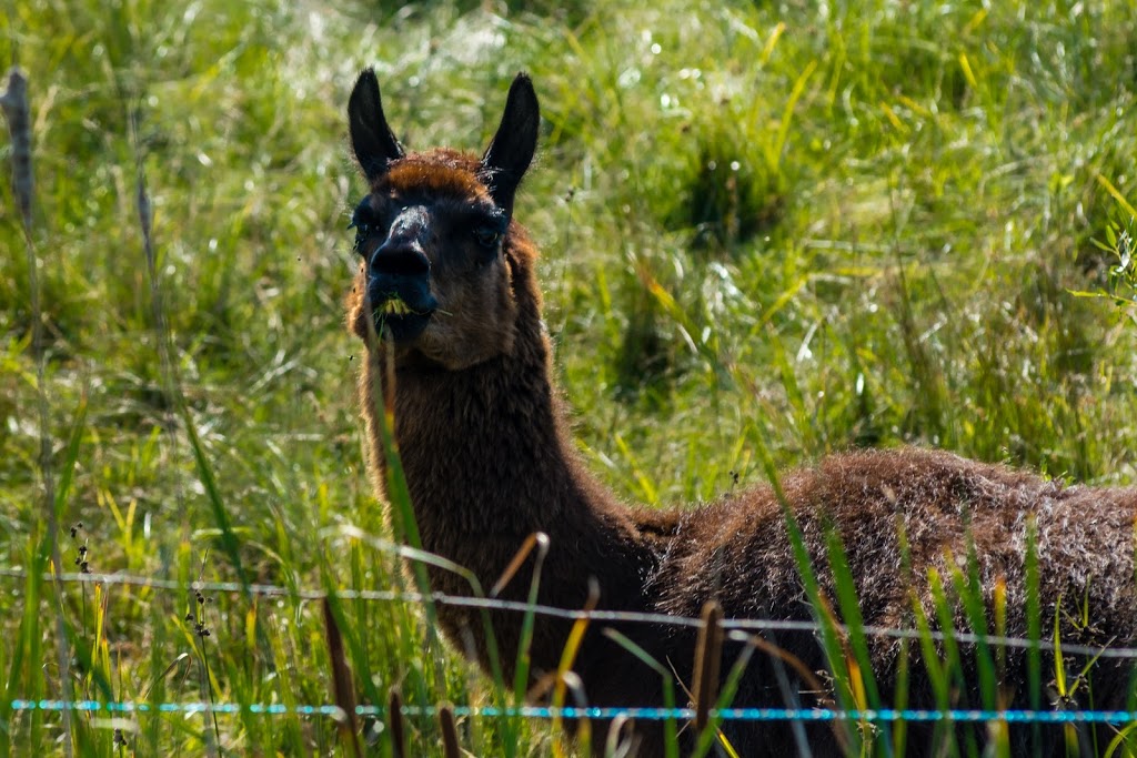 Windy Ridge Conservation Area | 998 Mt Horeb Rd, Omemee, ON K0L 2W0, Canada | Phone: (705) 328-2271