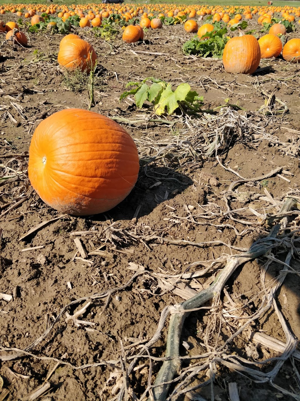 Ferguson Berries And Vegetables | 11026 Wellington Rd, St. Thomas, ON N5P 3T1, Canada | Phone: (519) 631-6589