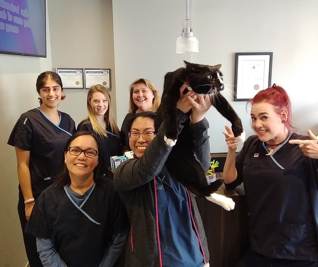 VETS Toronto & Kingston Road Animal Hospital | 1025 Kingston Rd, Toronto, ON M4E 1T4, Canada | Phone: (416) 690-0625