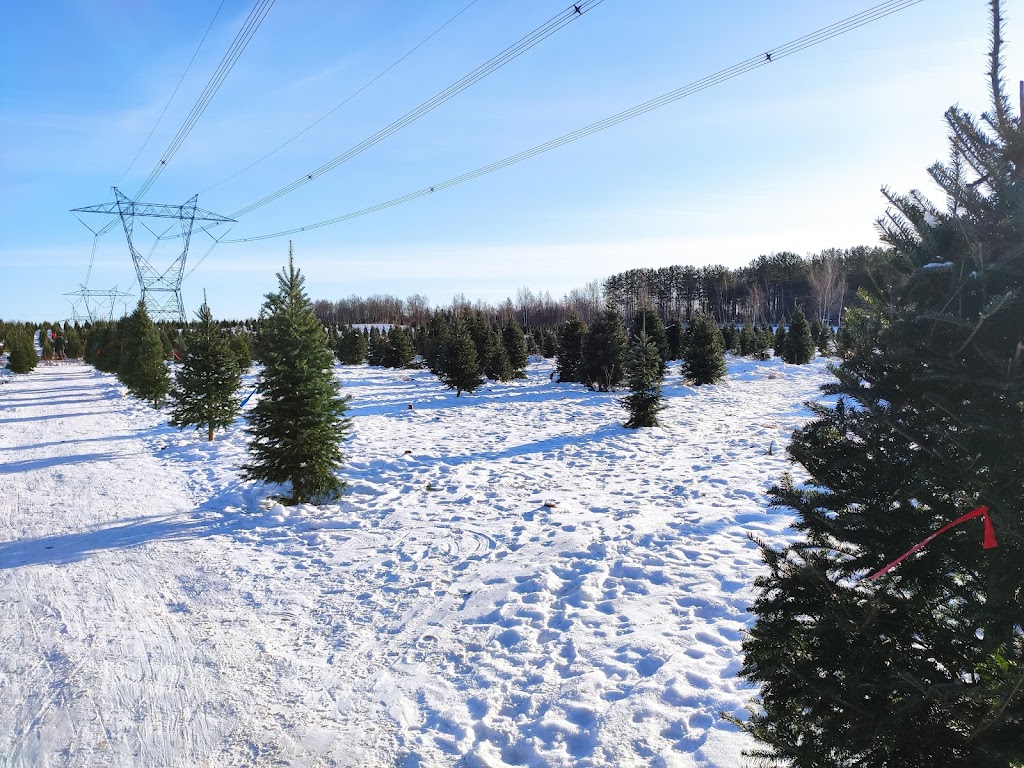 Sapinière St-Jean (sapins de Noël) | 1155 Rue Pierre-Beaumont, Saint-Jean-Chrysostome, QC G6Z 1P1, Canada | Phone: (855) 434-3520