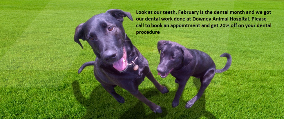 Downey Animal Hospital | 115 Downey Rd #9a, Guelph, ON N1C 1A2, Canada | Phone: (519) 265-8387