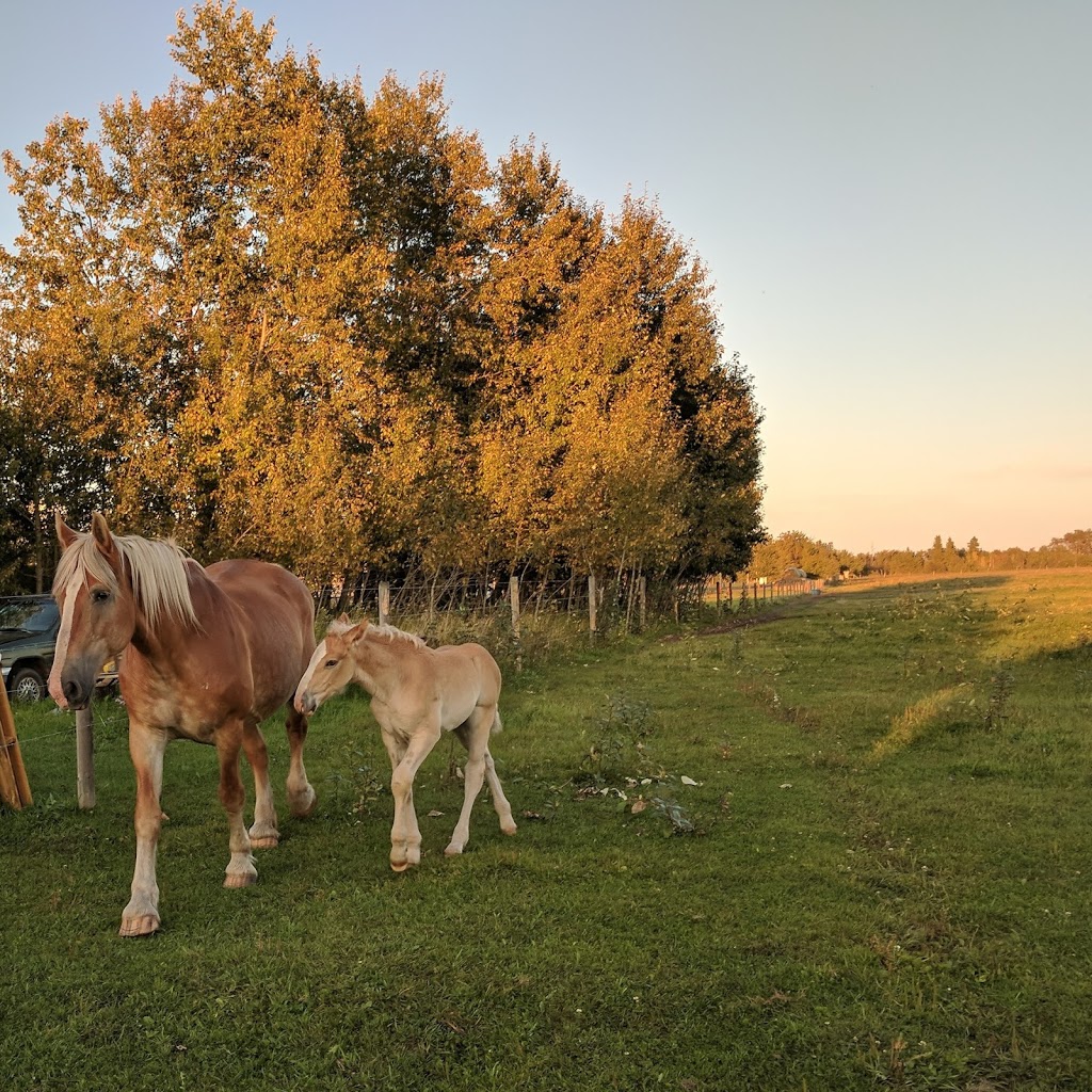 Finnegan Farms Inc. | 57012 range road 212, Sturgeon County, AB T0A 2W0, Canada | Phone: (780) 690-5513