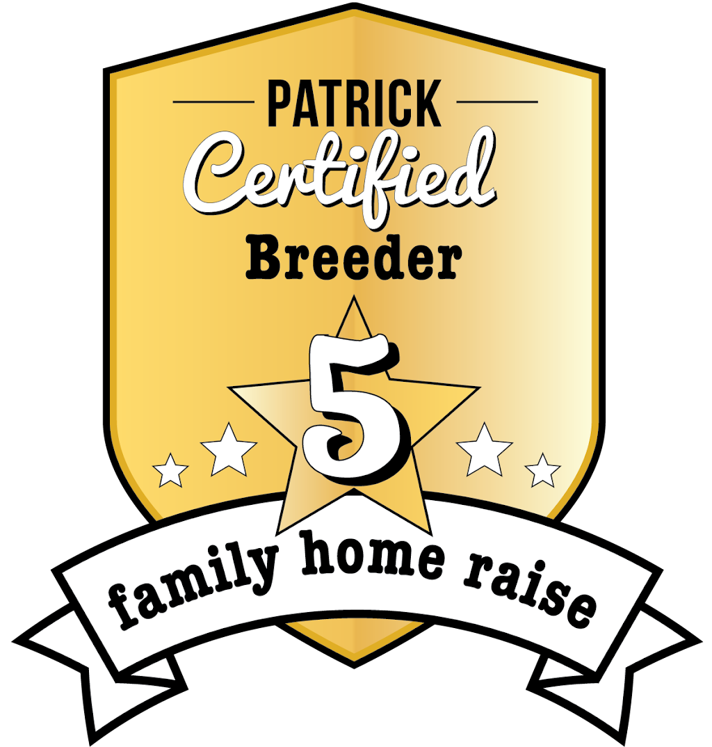 GoldenDoodles Patrick Certified Breeder | 2150 Rue Fradet, Drummondville, QC J2B 1P8, Canada | Phone: (819) 850-8881