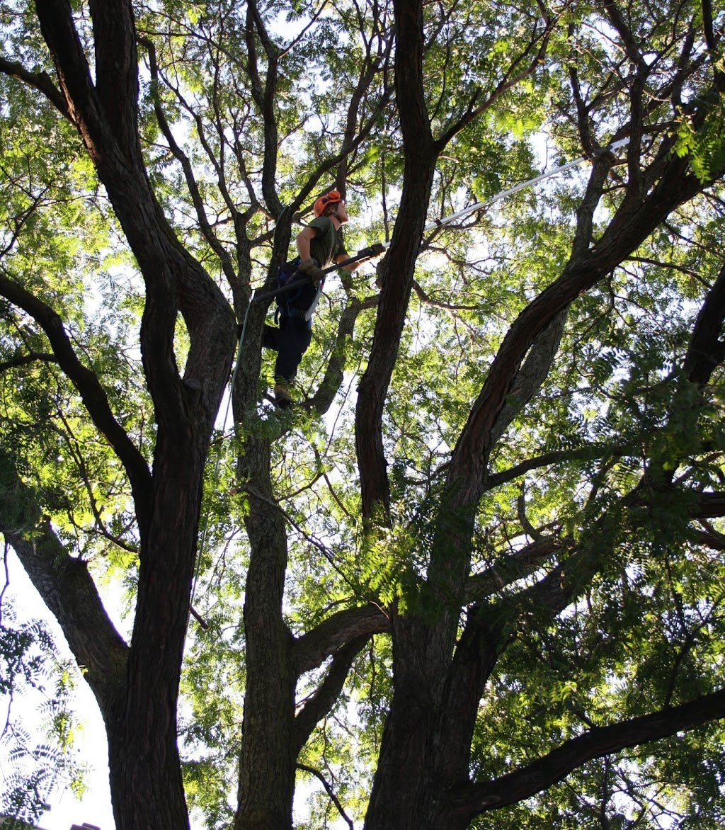 Darlington Tree Service | 2693 Taunton Rd, Bowmanville, ON L1C 3K6, Canada | Phone: (905) 261-1566