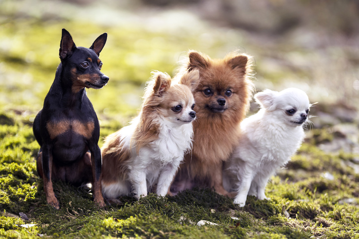 Small Dog Boarding | 405 Wakashan Pl, Victoria, BC V9E 2J3, Canada | Phone: (250) 857-3567