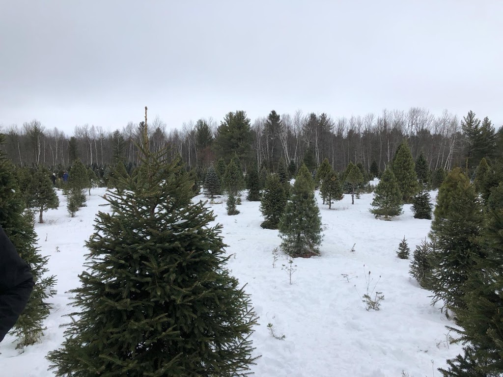 Lauras Christmas Trees | 998024 Mulmur Tosorontio Townline, Mulmur, ON L9V 0N4, Canada | Phone: (705) 466-5790