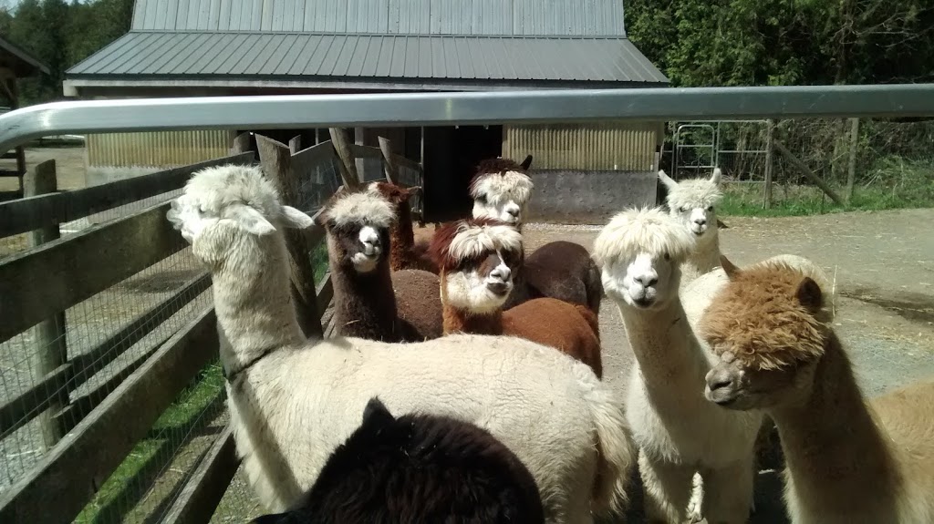 Old Mill Alpacas | 13557 Little Lake Rd, Colborne, ON K0K 1S0, Canada | Phone: (905) 269-4402