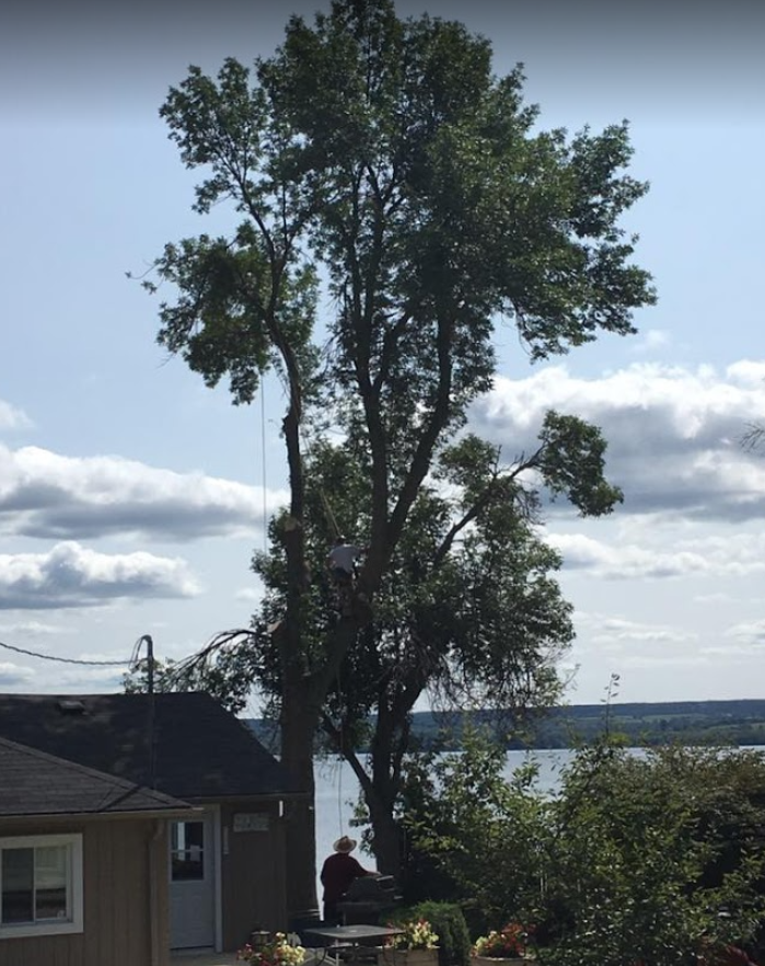 Skratts Tree Service Inc | 1494 Ontario St, Cobourg, ON K9A 4J7, Canada | Phone: (905) 373-0533