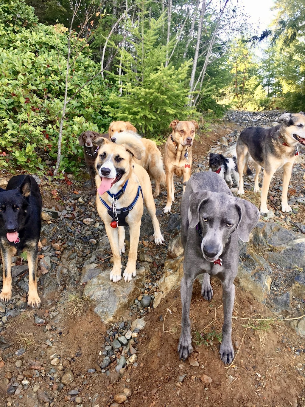 K9 Trekkers | Shawnigan Lake, BC V0R 2W3, Canada | Phone: (250) 516-8052