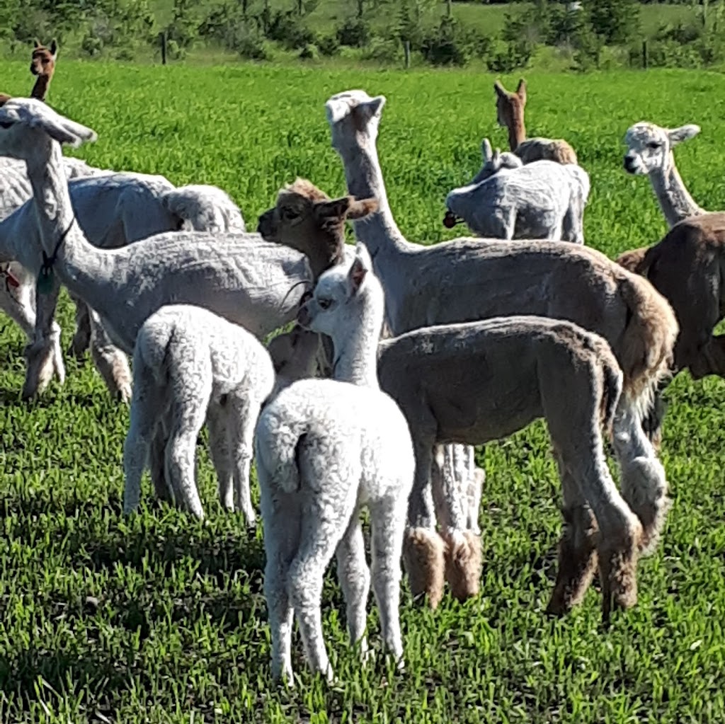 Loves Grace Alpacas | Gasoline Alley Farmers Market, 558 Laura Ave, Red Deer, AB T4E 0A5, Canada | Phone: (403) 650-7257