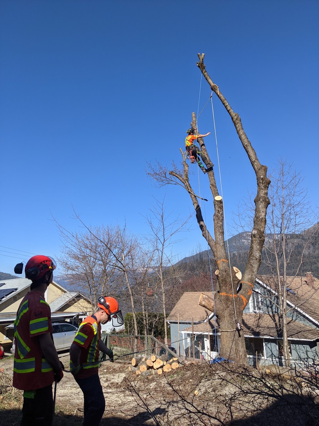 Loki Tree Service | 863 Sandstone Rd, Revelstoke, BC V0E 3K0, Canada | Phone: (250) 814-7350