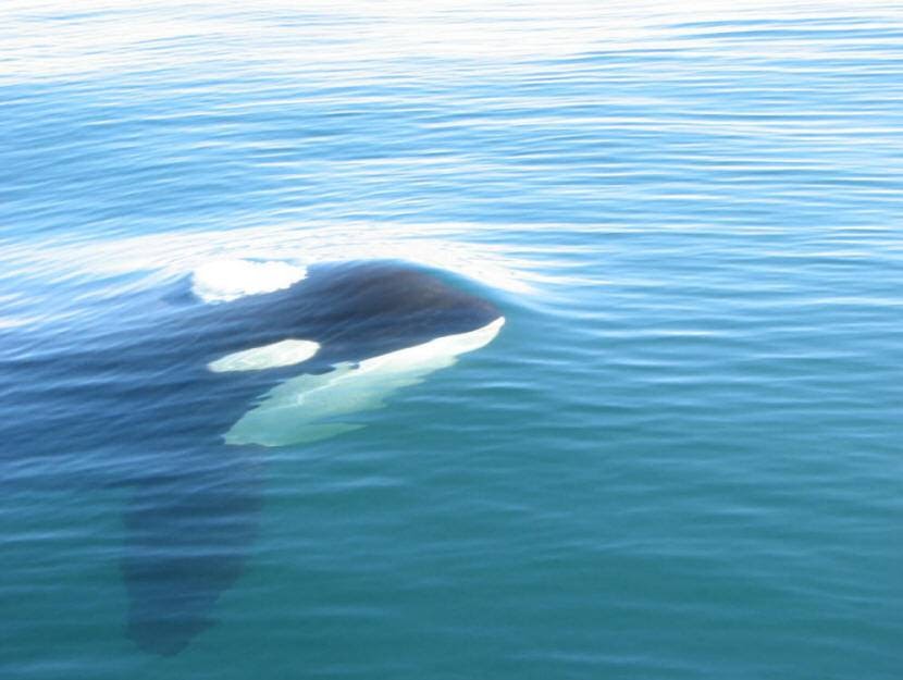 Sooke Whale Watching | 1581 Dufour Rd, Sooke, BC V9Z 0T6, Canada | Phone: (250) 642-2343