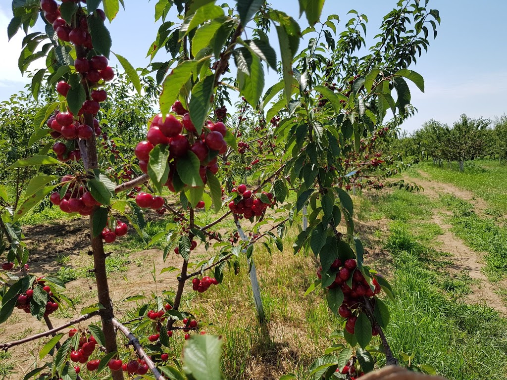 Parkway Orchards | 15000 Niagara Pkwy, Niagara-on-the-Lake, ON L0S 1J0, Canada | Phone: (905) 262-5097