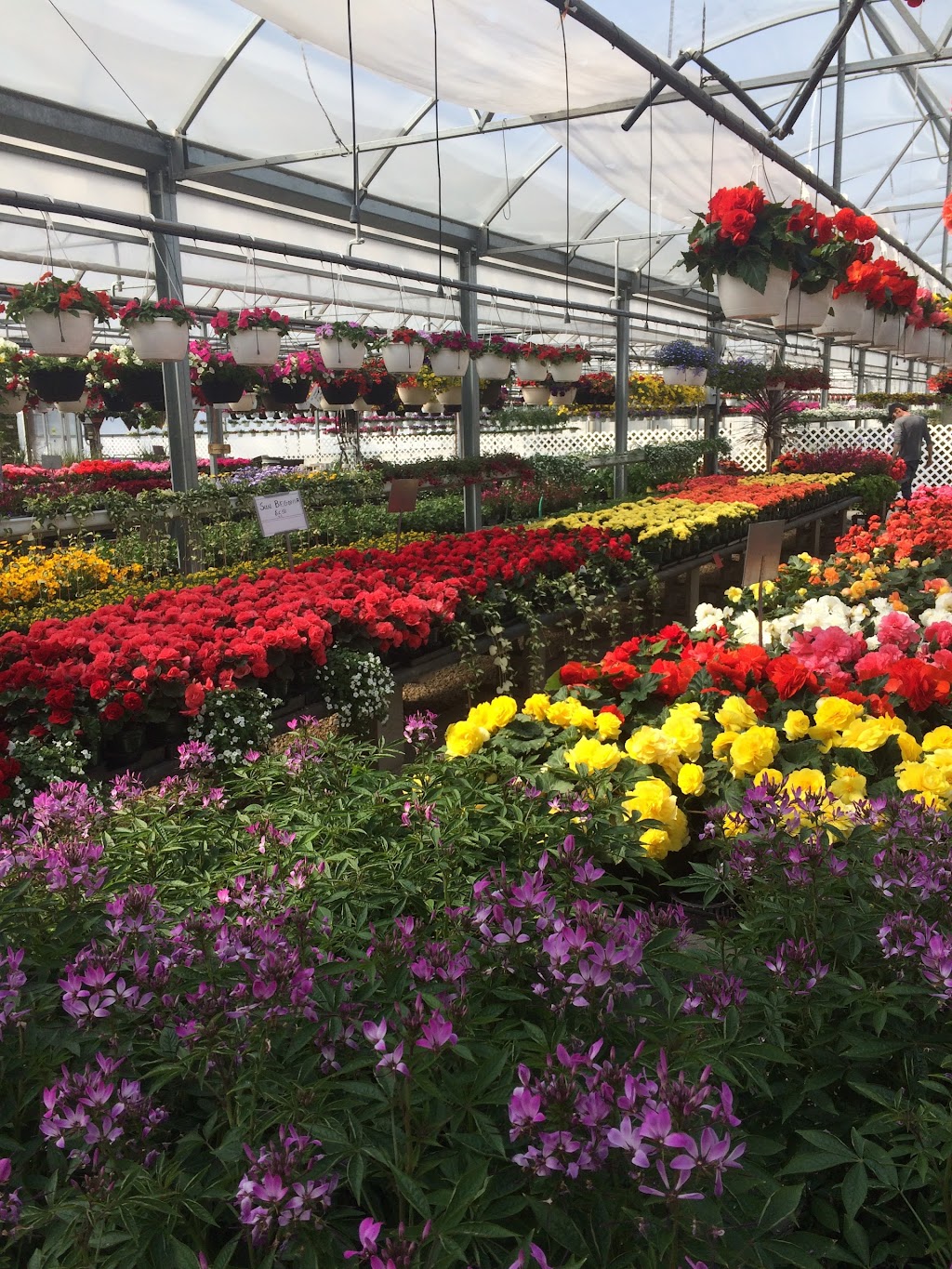 Leclerc M Greenhouses | 7014 Assiniboine Ave, Headingley, MB R4H 1C9, Canada | Phone: (204) 897-2106