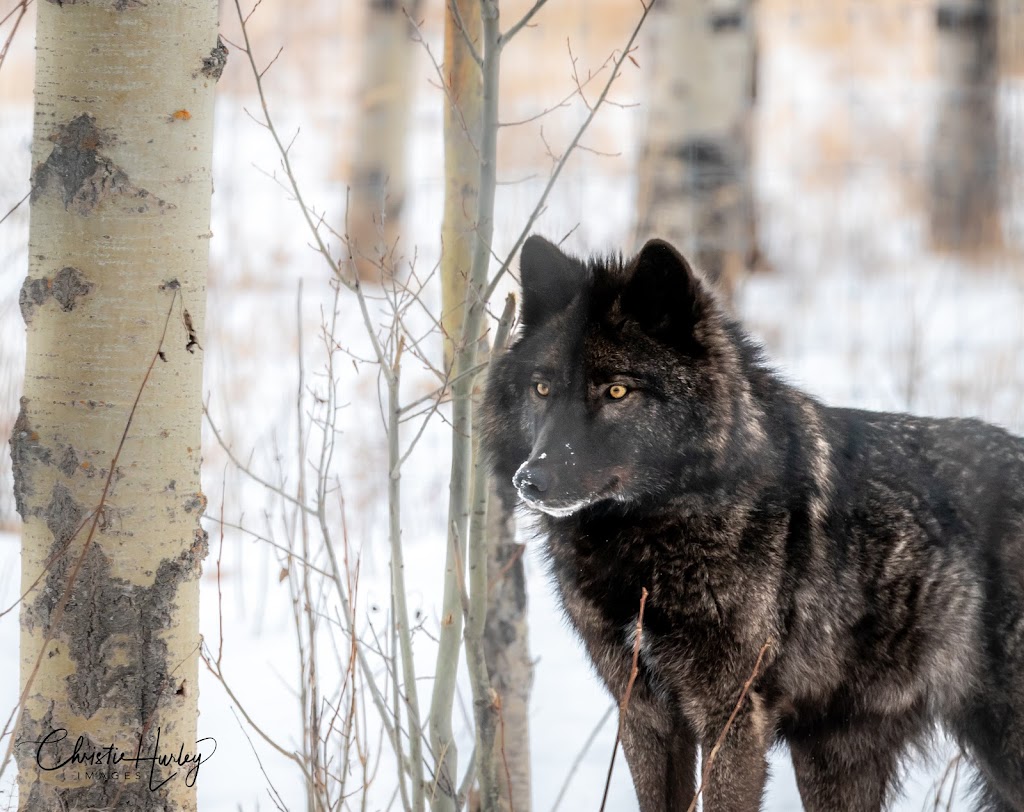 Christie Hurley Images | 84 Delta Crescent, Elkford, BC V0B 1H0, Canada | Phone: (250) 425-4121