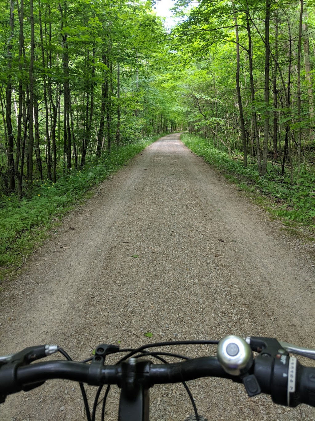 The Carolinian Forest | Cambridge to Paris Rail-Trail, Saint George, ON N0E 1N0, Canada