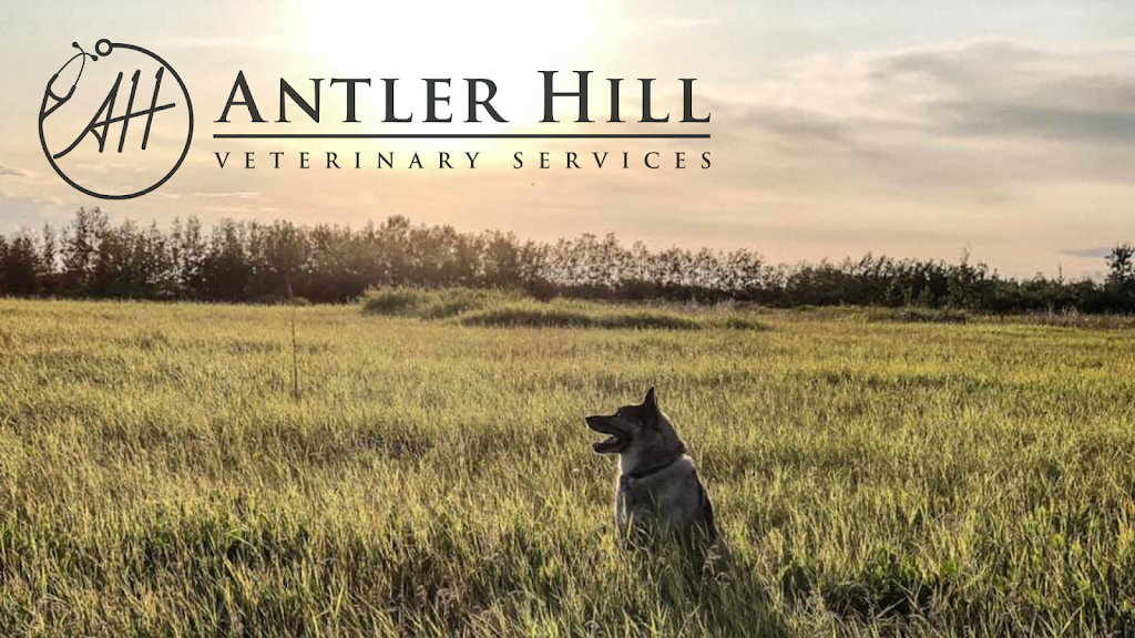 Antler Hill Veterinary Services | 9 Hawkridge Blvd #109, Penhold, AB T0M 1R0, Canada | Phone: (587) 802-5111