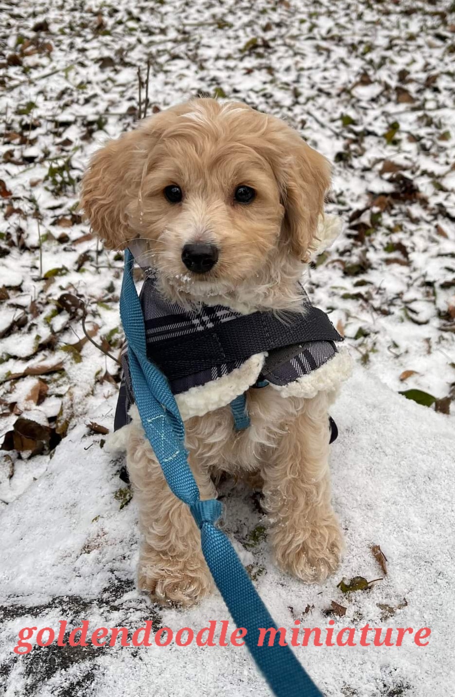 Le paradis du chien | 2240 Rang Fontarabie, Sainte-Ursule, QC J0K 3M0, Canada | Phone: (450) 835-7555