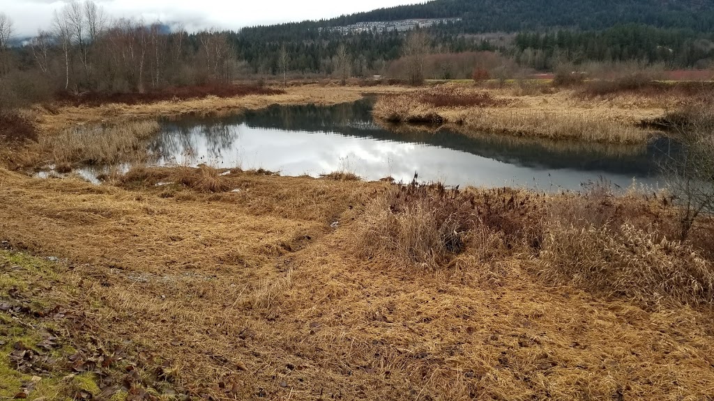 Deboville Slough | 3H8, Trans Canada Trail, Coquitlam, BC V3E 3H8, Canada