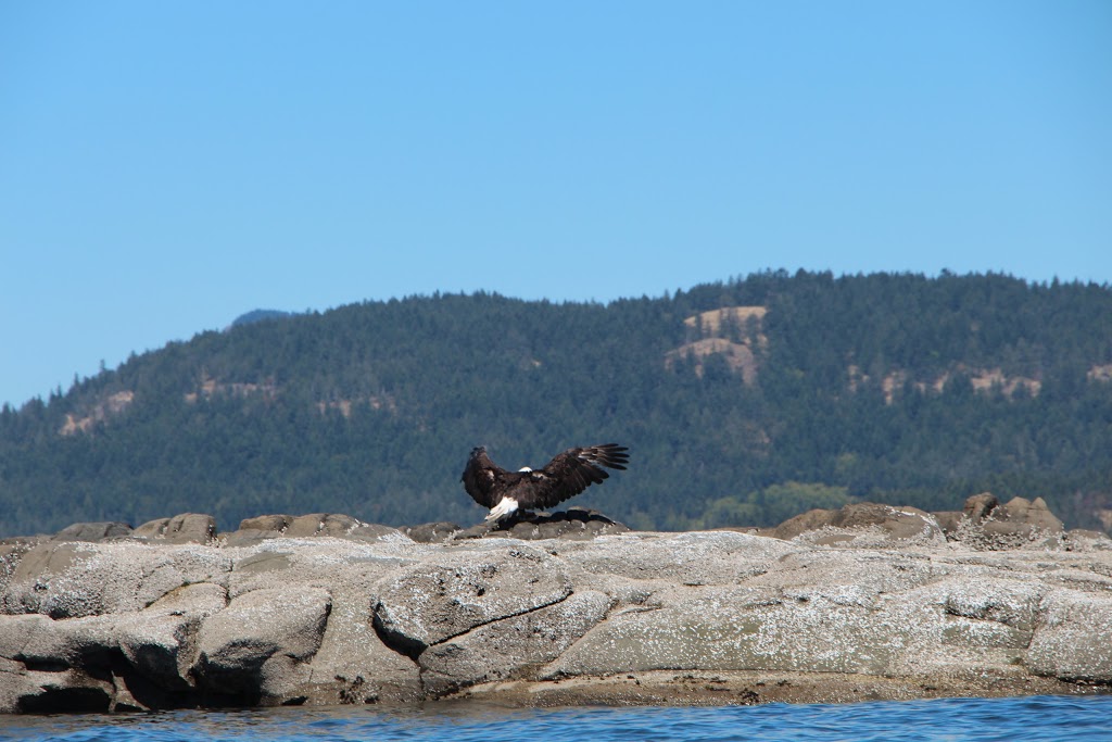 Pender Island Kayak Adventures | 4605 Oak Rd, Pender Island, BC V0N 2M1, Canada | Phone: (250) 629-6939