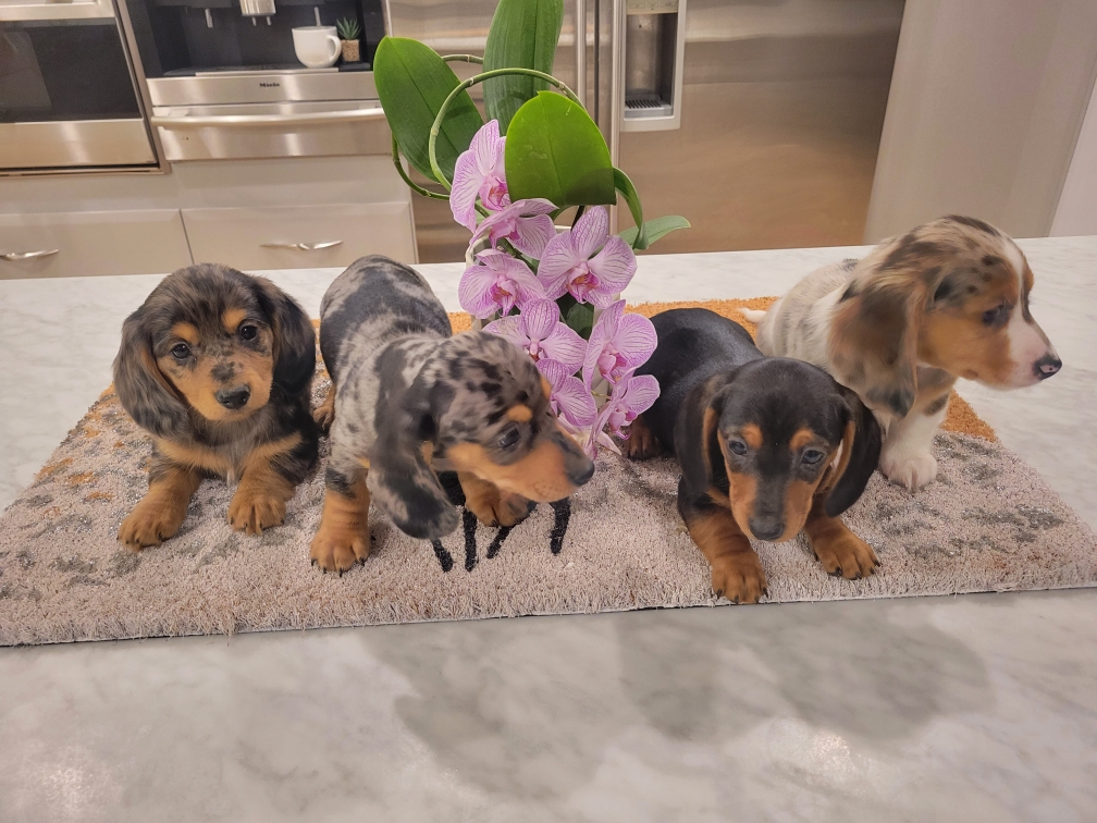 My Mini Dachshund | RR3 Site 13, Olds, AB T4H 1P4, Canada | Phone: (403) 586-0160