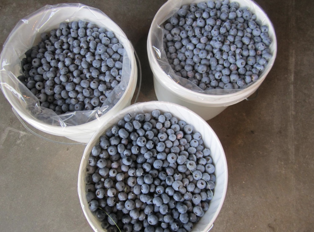 Hakkak’s Natural Blueberry Farm | 8731 No 5 Rd, Richmond, BC V6Y 2V5, Canada | Phone: (604) 364-9525